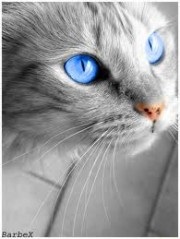 Sapphireshine