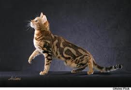 Hawkpaw