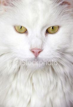 Lionfang