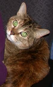 Cougerkit