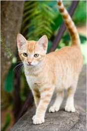 Goldkit Goldpaw Goldheart Image