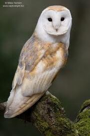 Owl for flamey 4