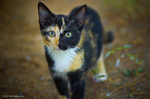 Peachkit