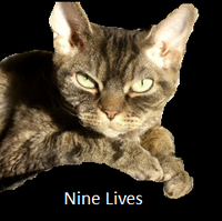 Bramblestar S Nine Lives Warriors Fanfiction Fandom