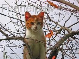 Images7