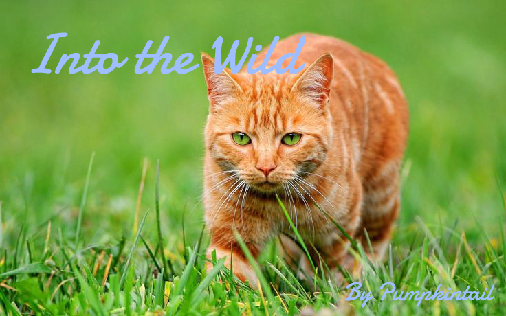 into the wild rewritten warriors fanfiction fandom powered by