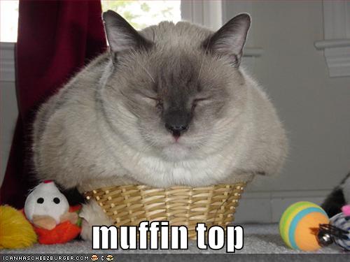 image funny pictures fat cat in basket funny fat cats jpg