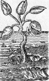 Barnacletree