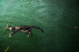 DeadRipplepaw-(