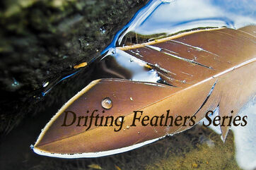 Drifting Feathers Series Pic