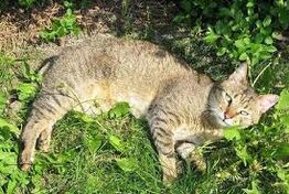 Fawnpelt-no-white