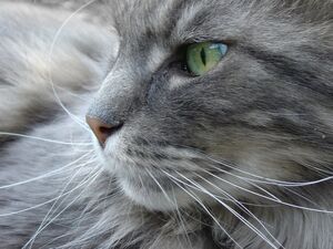Featherpaw