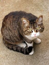 Tabby-and-white-cat