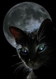 Black-cat-moon-1-