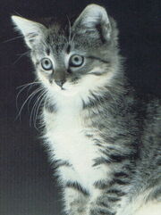 Pantherkit