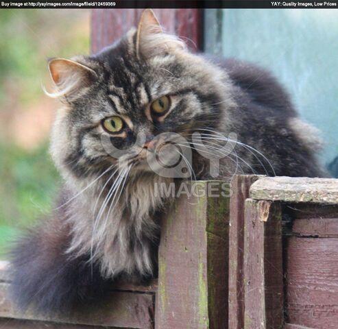 Image - Cute-fluffy-tabby-long-haired-cat-be1d69.jpg | Warriorz