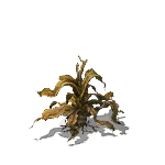 Wasted Plant