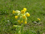 File:Cowlipp.jpg