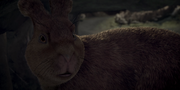 Cowslip Angry