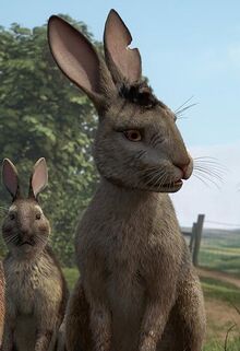 Bigwig Watership Down Wiki Fandom Bigwig Watership Down Wiki Fandom