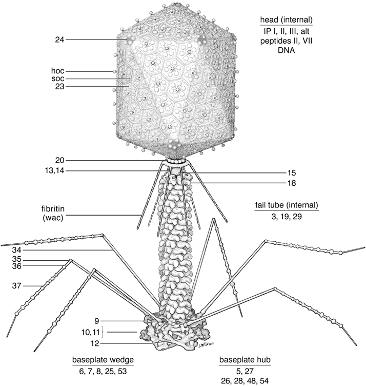 Image The bacteriophages t4 virion (1).gif WBVDKT Wiki FANDOM