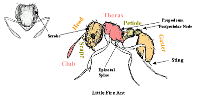 Anantomy