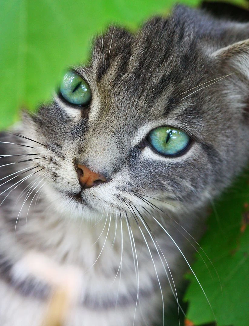 grey tabby with green eyes
