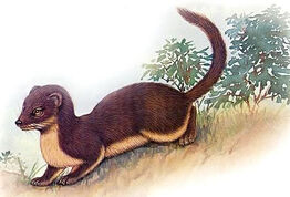 Weasel yellow