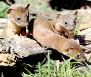Weasels