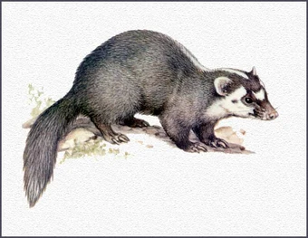 ferret badger