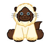 webkinz himalayan cat