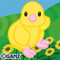 webkinz chick