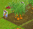 Carrot Harvest
