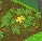 Pumpkins Day 2