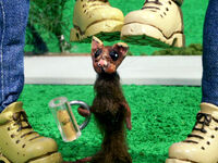 WeaselStompingDay