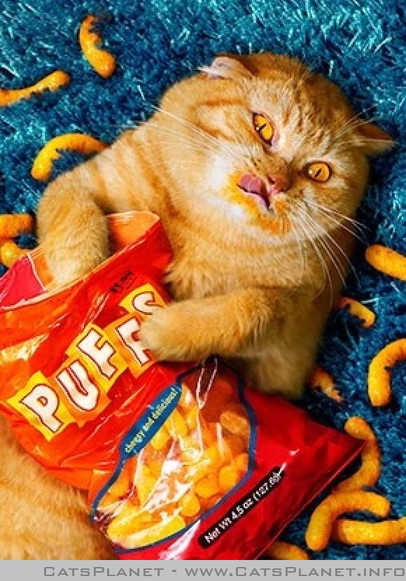 Cheeto Weird Ccc Allegiances Wiki Fandom