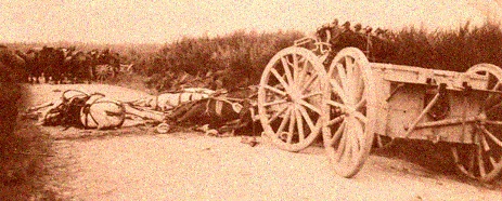 Deadhorses