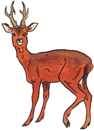 Roe