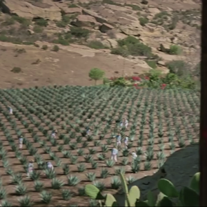 Agave Plantation Westworld Wiki Fandom
