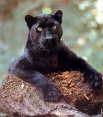 Panther big