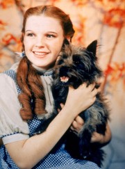 Dorothy wizard