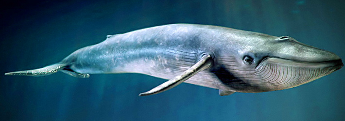 Znalezione obrazy dla zapytania płetwal błękitny