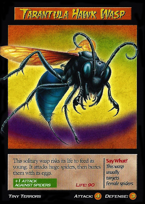 tarantula hawk wasp tcg wierd nwild creatures wiki fandom tarantula hawk size