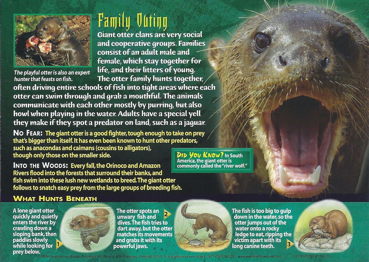 giant otter teddy