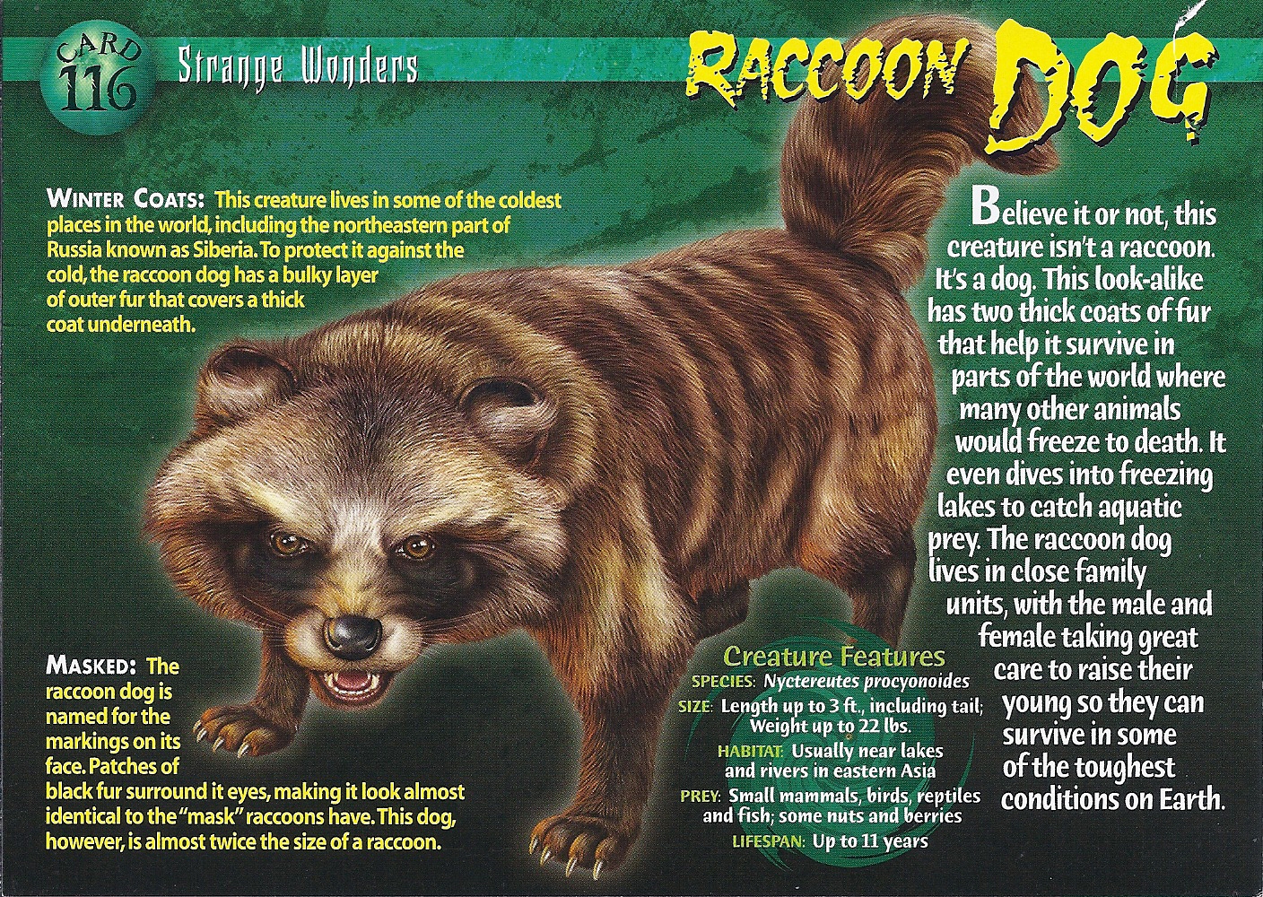 image raccoon dog front jpg wierd nwild creatures wiki fandom raccoon size