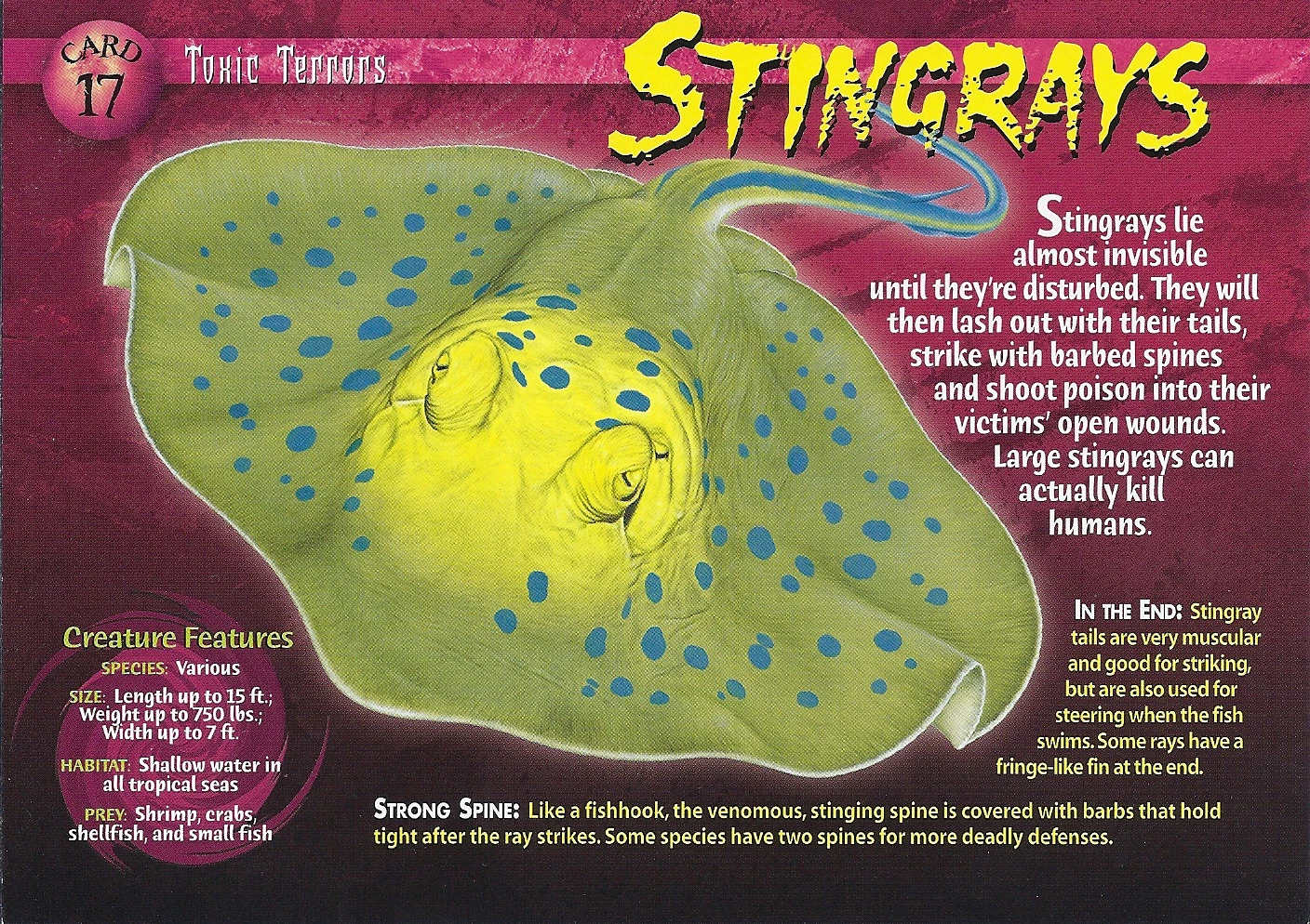 Image Stingrays front.jpg Wierd N'wild Creatures Wiki FANDOM