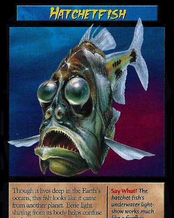 Hatchetfish For Sale