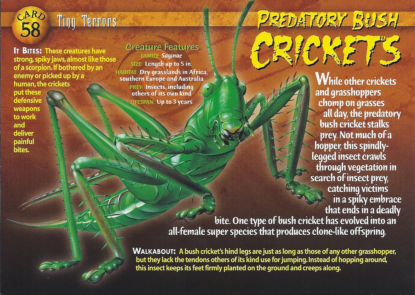 Predatory Bush Crickets | Weird n' Wild Creatures Wiki | FANDOM powered