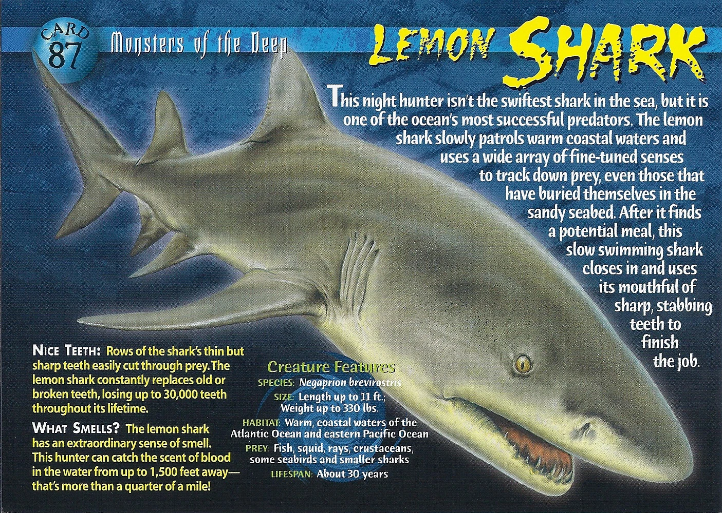 Lemon Shark Weird n' Wild Creatures Wiki FANDOM powered by Wikia
