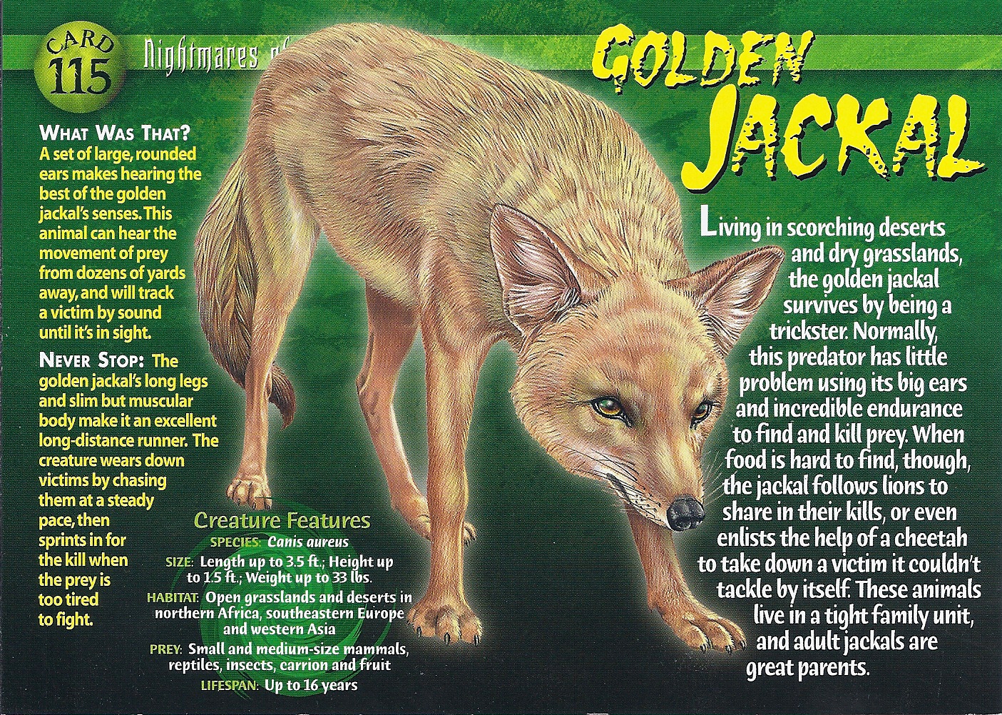 image golden jackal front jpg wierd nwild creatures wiki jackal size
